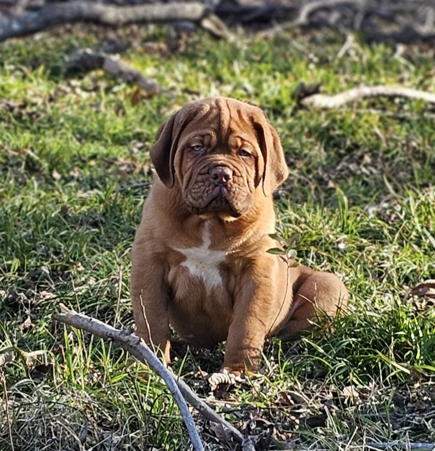 Axel pup 1